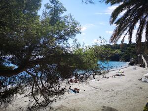 Plage de sable blanc avec palmier