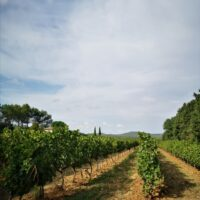 Vineyard in the Var