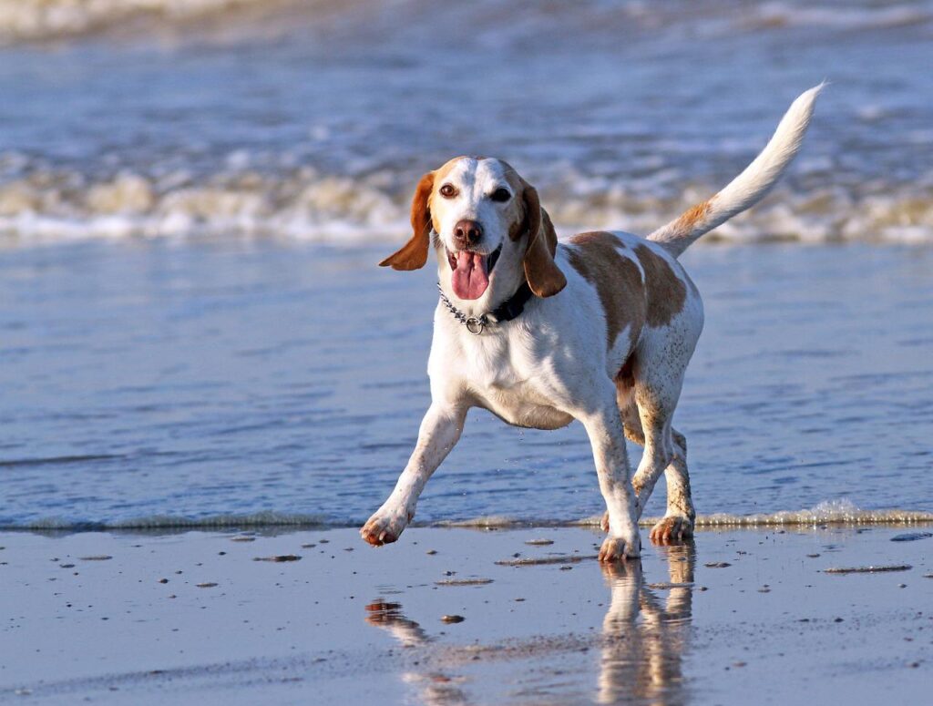 Dog-friendly beaches in the Var, French Riviera-Côte d'Azur Enjoy a holiday in the Var, French Riviera-Côte d'Azur with your dog! - By freddie10 - Pixabay