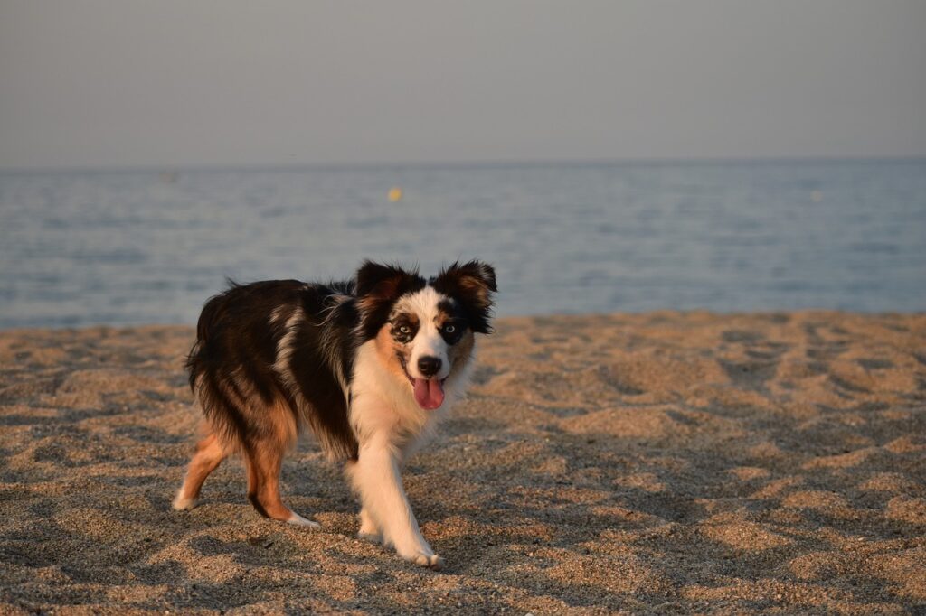 Dog-friendly beach in Hyères, in the Var area - By capdexai66 - Pixabay