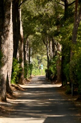 A very-shaded campsite with lush vegetation in the Var, French Riviera-Côte d'Azur