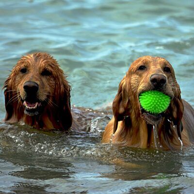 Plage du Mérou à Hyères autorisée aux chiens