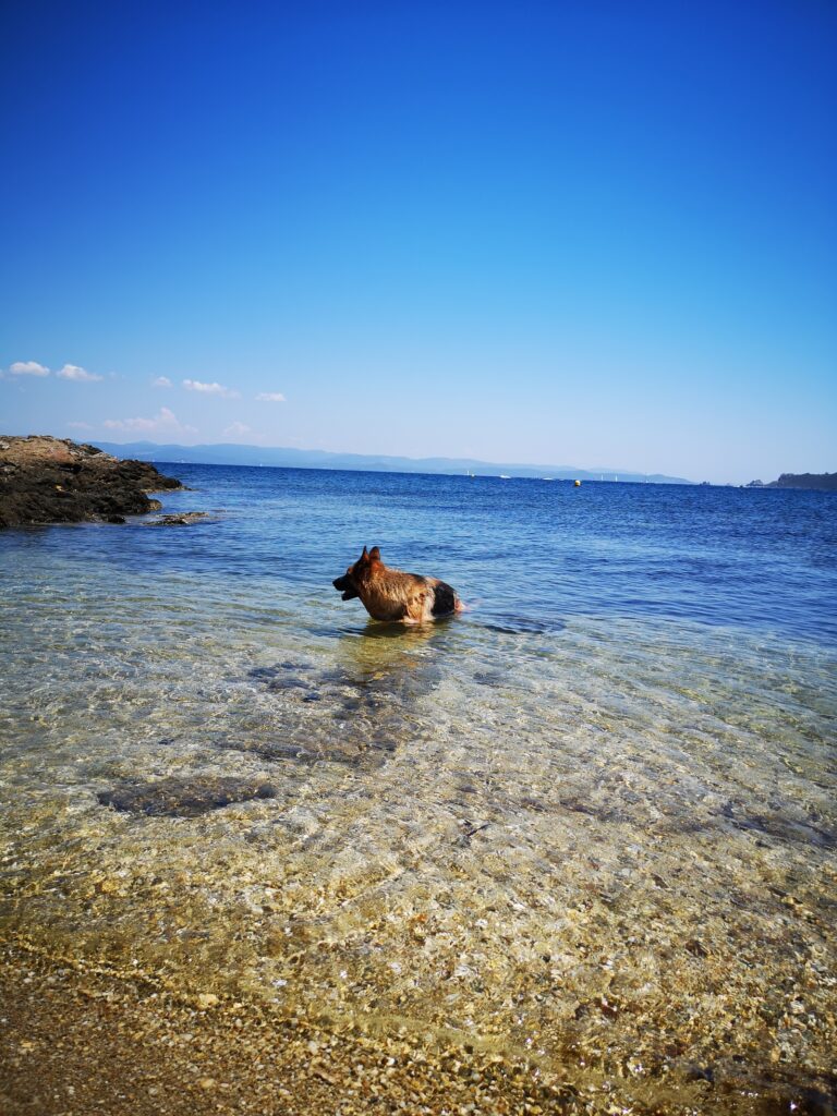 Für Hunde zugelassener Strand in Porquerolles.