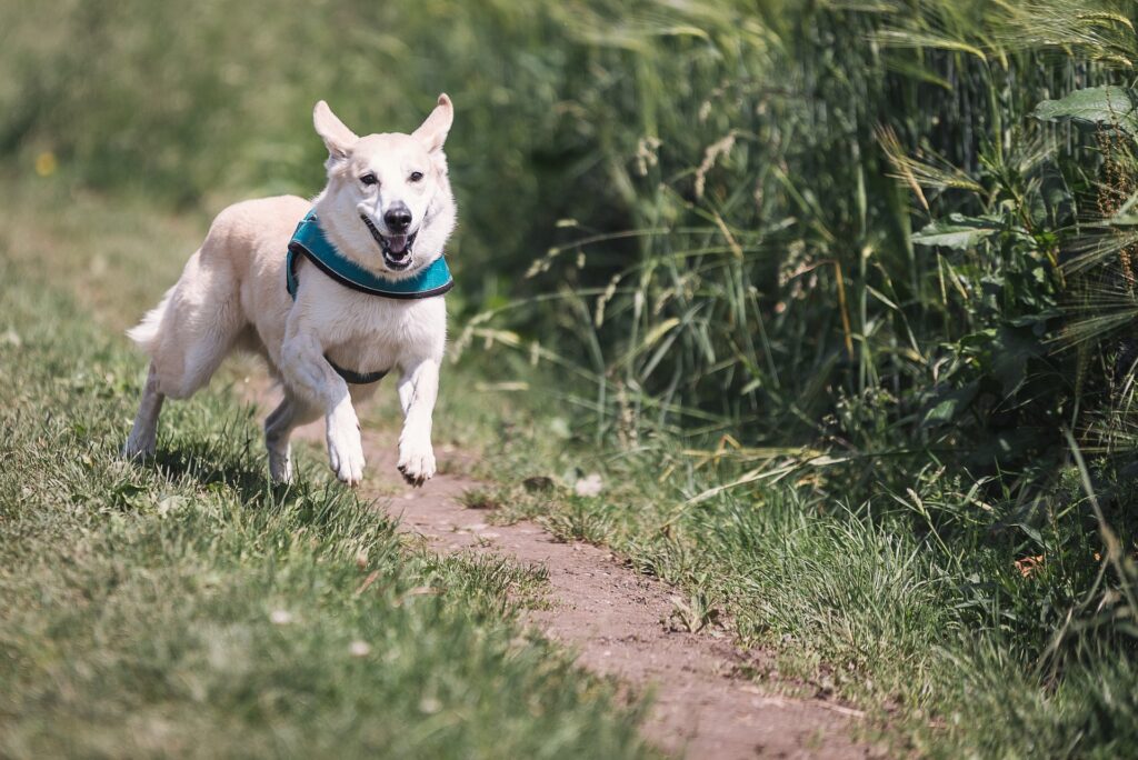 Dog walk area near me top