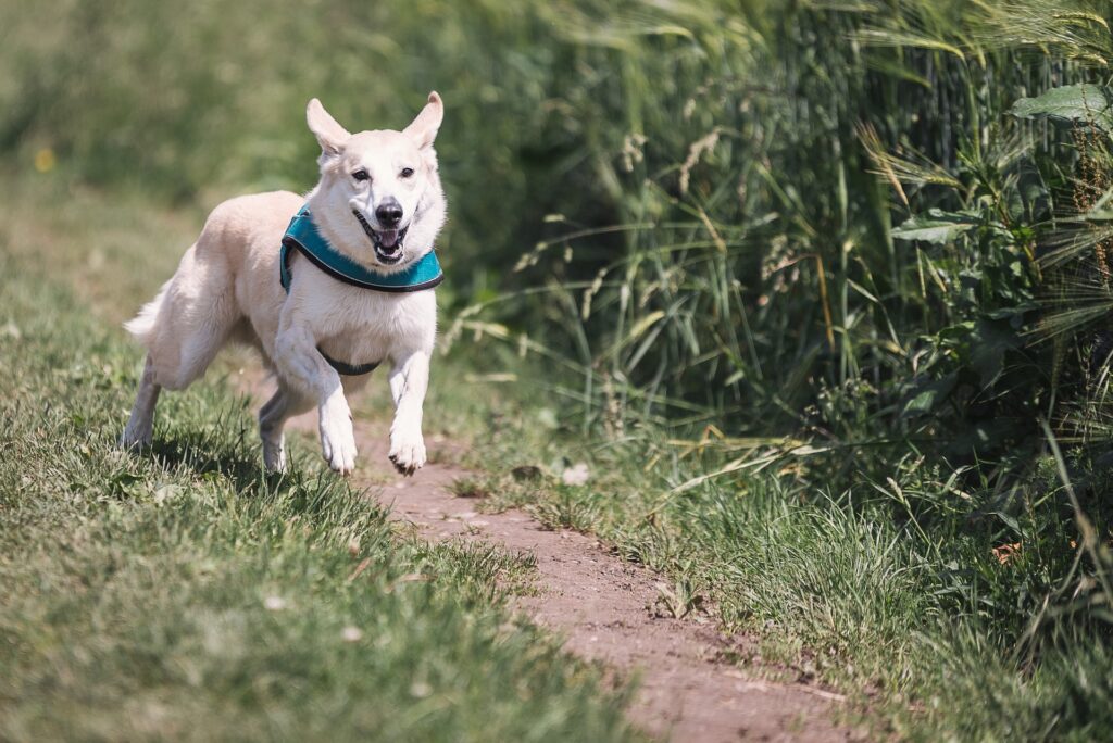 Votre camping dog friendly dans le Var.