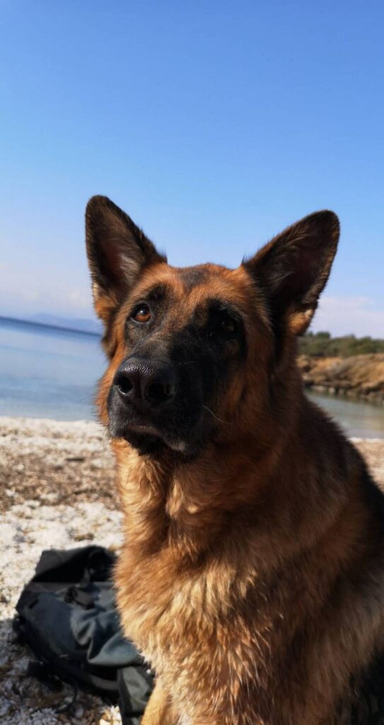 Chiens autorisés sur certaines plages du Var proches du camping Ischia, la mascotte du camping sur une plage dog friendly du Var