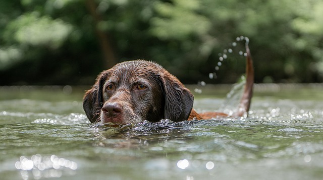 Stranden vlak bij de camping waar honden zijn toegelaten.