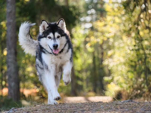 Balader avec son chien près de Hyères.