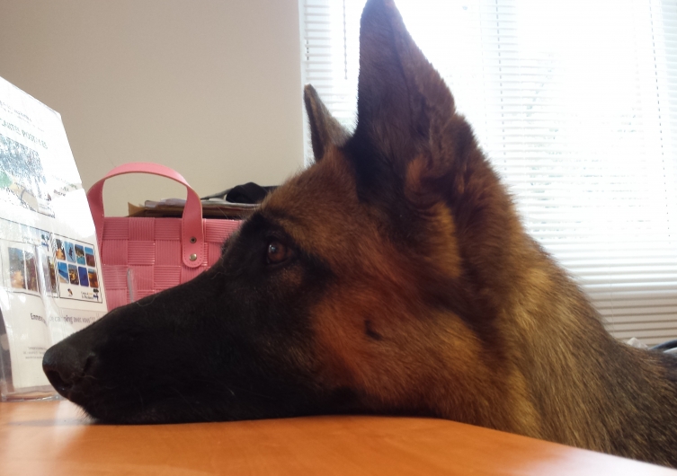 Hunde sind auf dem Camping****- Les Jardins de La Pascalinette® in La Londe herzlich willkommen. Das Maskottchen von unserem hundefreundlichen Campingplatz**** wartet auf Sie.