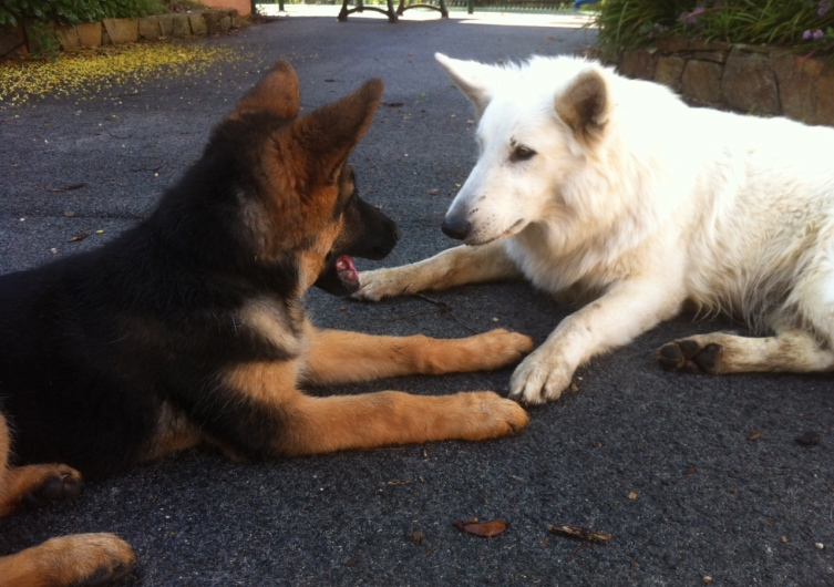 Emmenez votre chien en vacances au camping Les Jardins de La Pascalinette ® face aux Îles d'Or à Hyères.