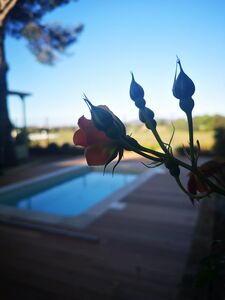 Location mobile-home avec piscine privée dans le Var