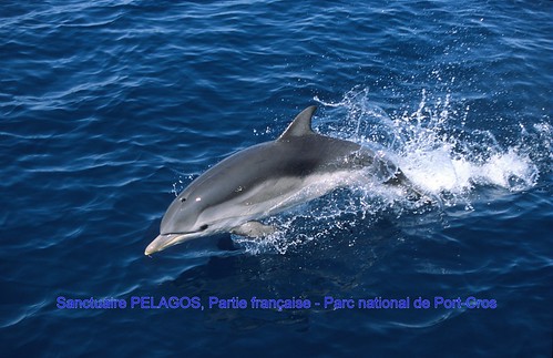 Observation de dauphins et de baleines en Méditerranée.