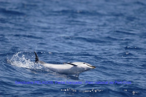 Dolphin in the Mediterranean Sea.