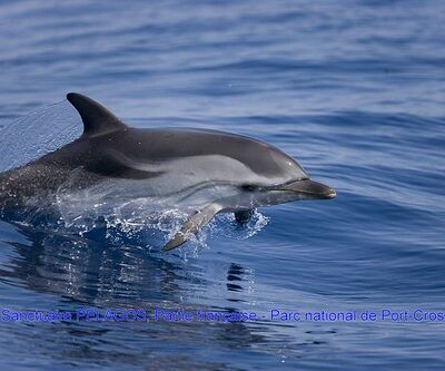 Sanctuaire Pelagos