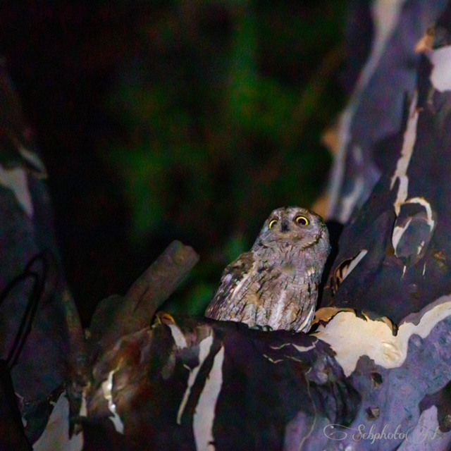 Rapace présent au camping Les Jardins de La Pascalinette à Hyères