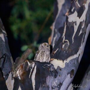 Observer les oiseaux en Provence