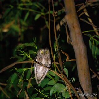 Découvrez le petit-duc élégant, l'un des oiseaux que vous pouvez rencontrer au camping**** Les Jardins de La Pascalinette 