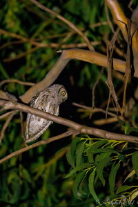 Petit rapace nocturne du Var