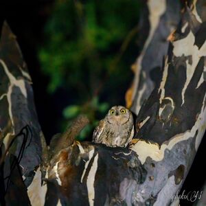 où observer des oiseaux dans le Var ?