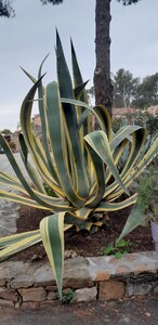 Agave Américain panaché