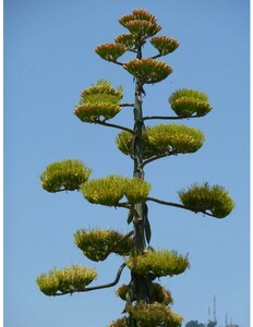 Agave Américain panaché