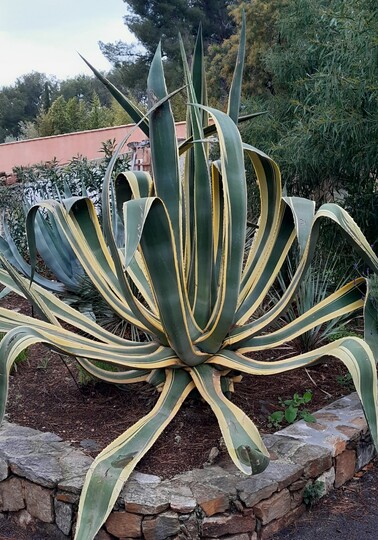 Agave Américain panaché