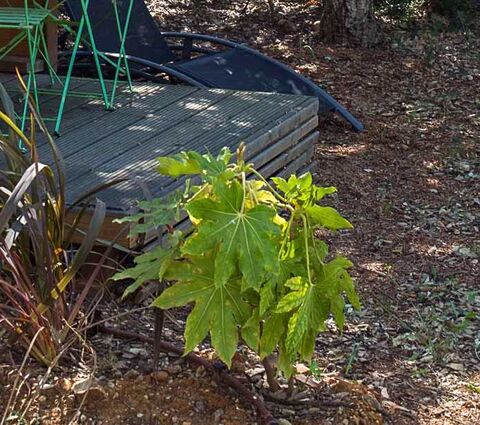 Aralia du Japon en camping dans le Var