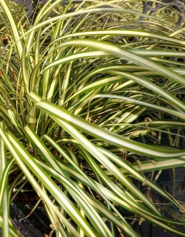 Un Carex japonais au camping Les Jardins de La Pascalinette