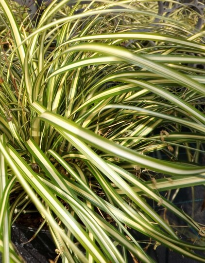 Carex japonais