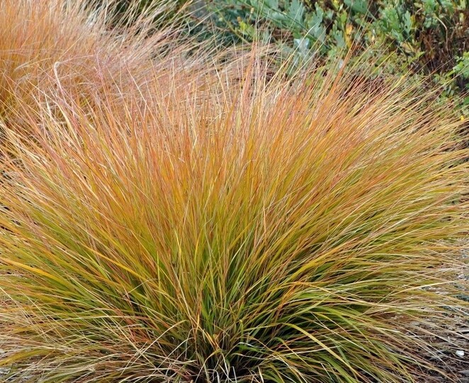 Carex orange Sedge