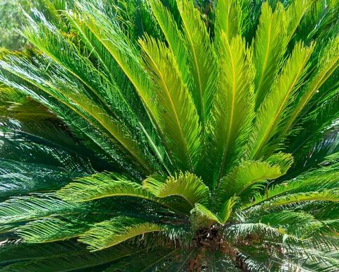 Le Cycas du Japon au camping