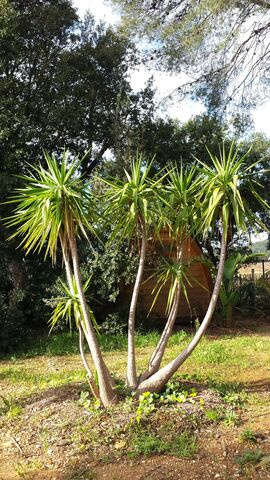 Dracaena de jardin à l'écocamping de La Londe