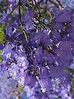 Flamboyant bleu nain