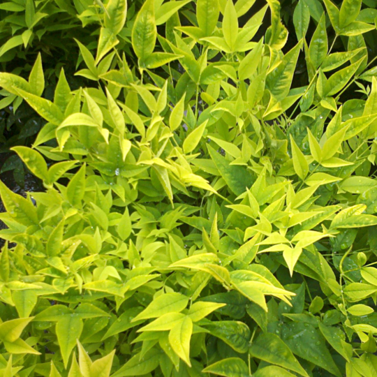 Bambou sacré Magical Lemon Lime