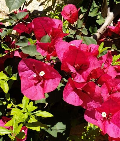 Bougainvillée spectabilis au camping Les Jardins de La Pascalinette ®