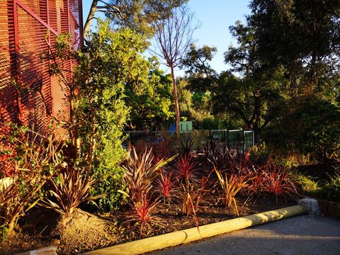 Cordyline australis au camping nature de La Londe