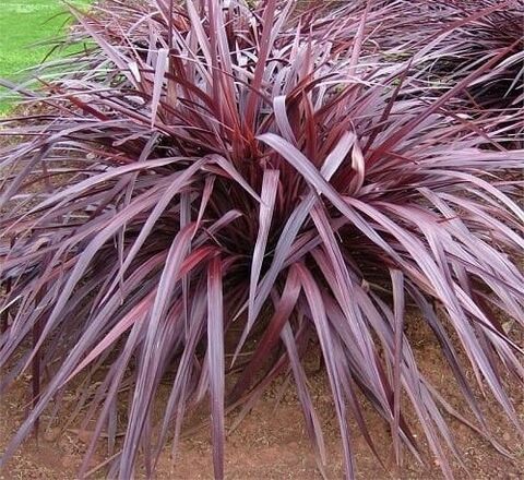 Cordyline ‘Burgundy Red Fountain’ au camping
