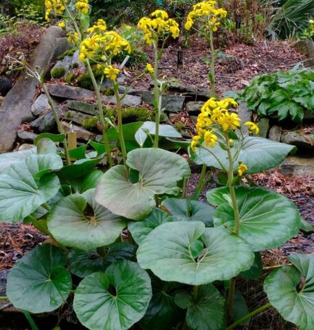 Farfugium japonicum au camping écoresponsable de La Londe