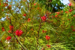 Grevillea Johnsonii