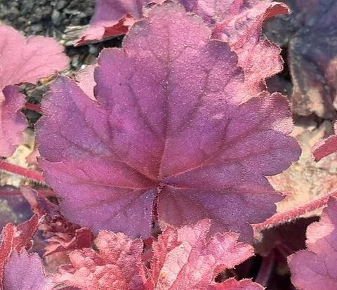 Vivace à feuillage coloré, la Heuchère est la star du camping !