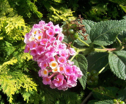 Rose, orange, rouge... Découvrez les Lantanas du camping 4 étoiles Les Jardins de La Pascalinette