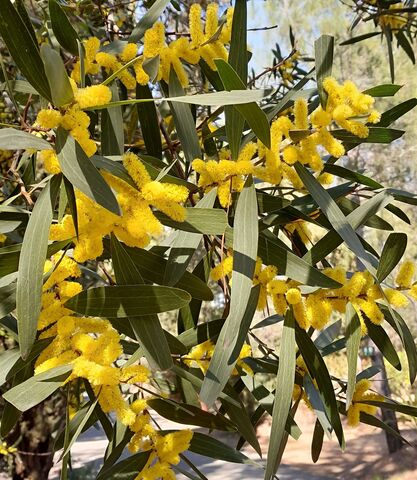 Les mimosas du camping : une longue histoire d'amour ! Voici le mimosa chenille