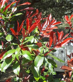 Photinia