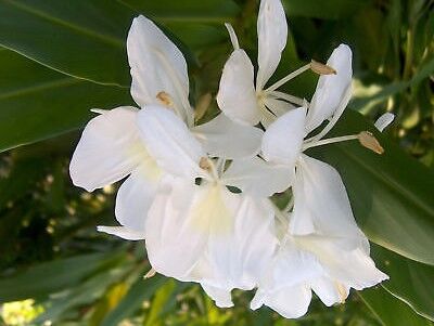 Gingembre blanc au camping nature de la Londe