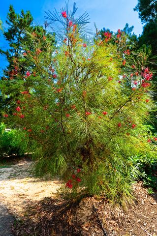 Grevillea Johnsonii au camping de La Pascalinette