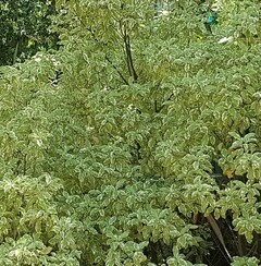 Pittospore panaché (à petites feuilles)