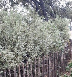 Pittospore panaché (à petites feuilles)