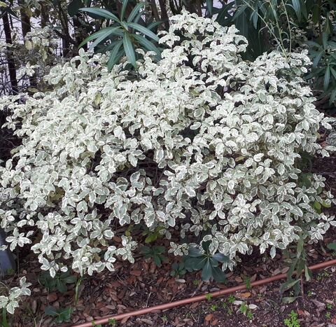 Le Pittosporum panaché fait partie intégrante de l'exception végétale du camping !