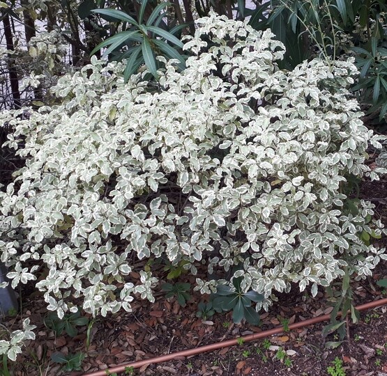 Pittospore panaché (à petites feuilles)