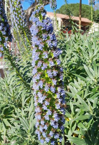 La Vipérine de Madère adore les climats chauds en bord de mer... Parfaite pour le camping Les Jardins de La Pascalinette ® dans le Var !